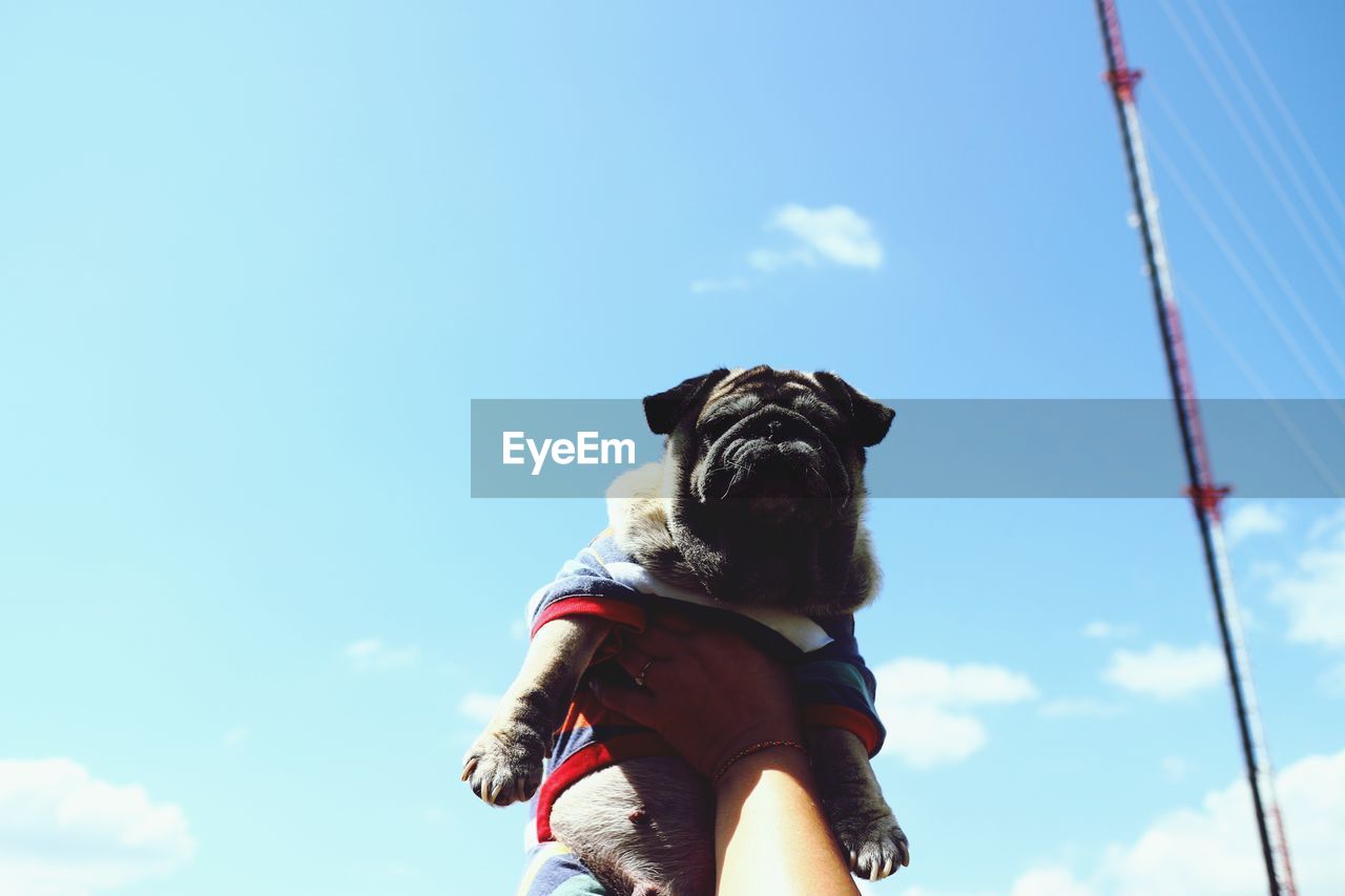 LOW ANGLE VIEW OF DOG AGAINST BLUE SKY AGAINST CLOUDS