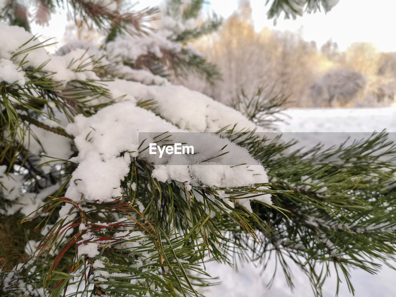 Close-up of snow covered pine tree