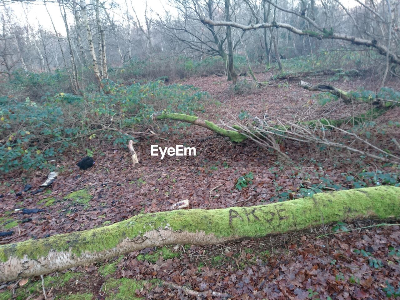 HIGH ANGLE VIEW OF PLANT GROWING ON FIELD