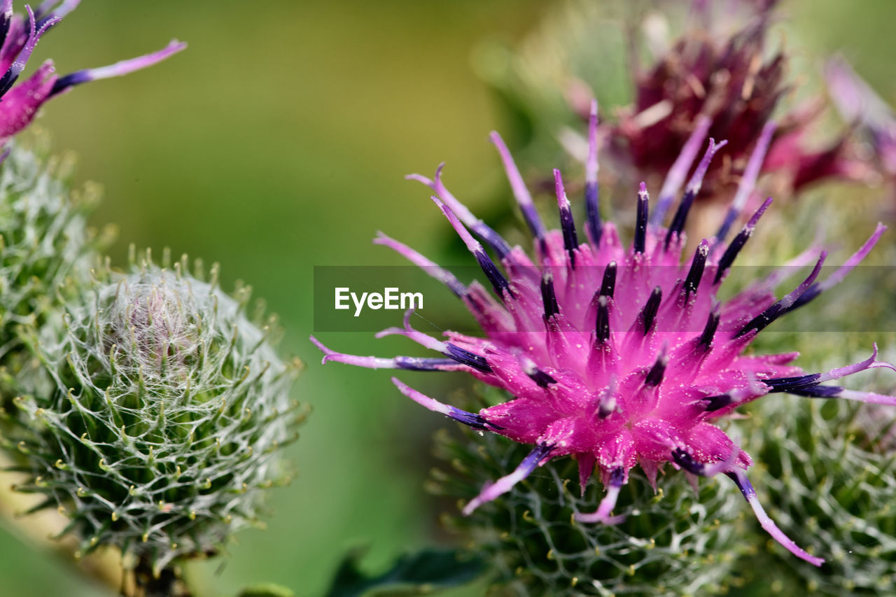 flower, plant, flowering plant, beauty in nature, thistle, purple, nature, freshness, close-up, wildflower, macro photography, growth, no people, food, outdoors, focus on foreground, inflorescence, food and drink, flower head, environment, springtime, fragility, pink, blossom, green, vegetable, selective focus, botany, artichoke, social issues, day, thorns, spines, and prickles, summer, petal, macro, plant part