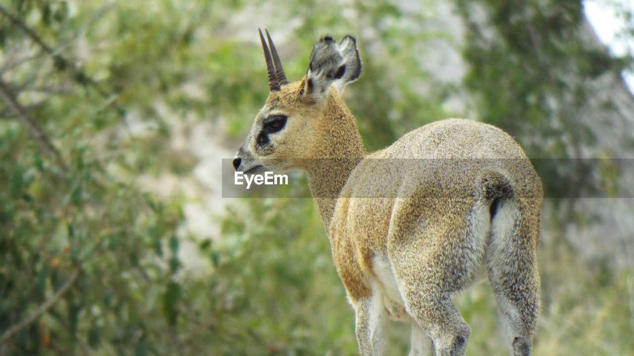 DEER IN A FOREST