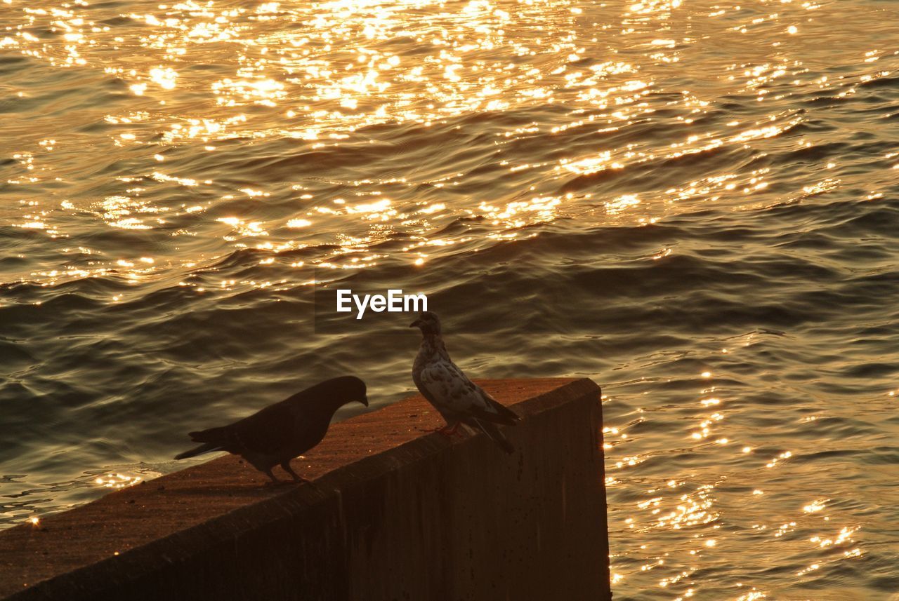 HIGH ANGLE VIEW OF BIRD ON WOOD AT SEA