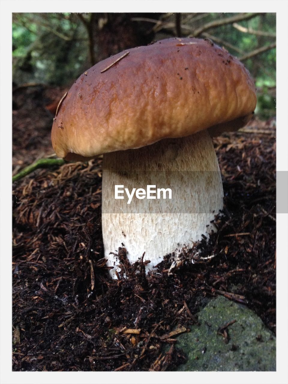 Big fungus