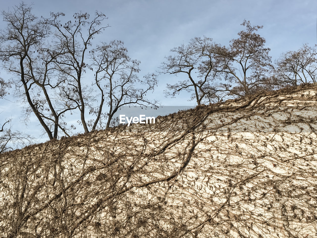 LOW ANGLE VIEW OF TREES