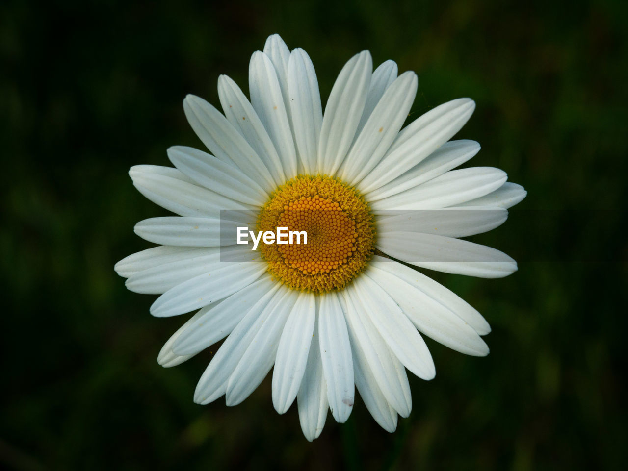 CLOSE-UP OF DAISY FLOWER