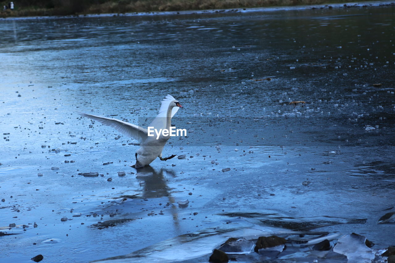 SWANS SWIMMING ON LAKE