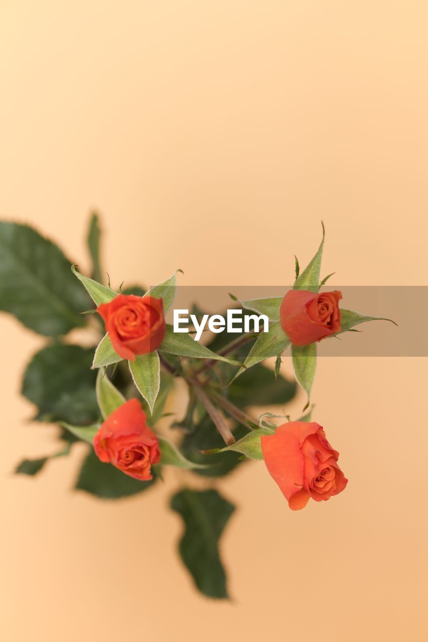 RED ROSES AGAINST WHITE BACKGROUND