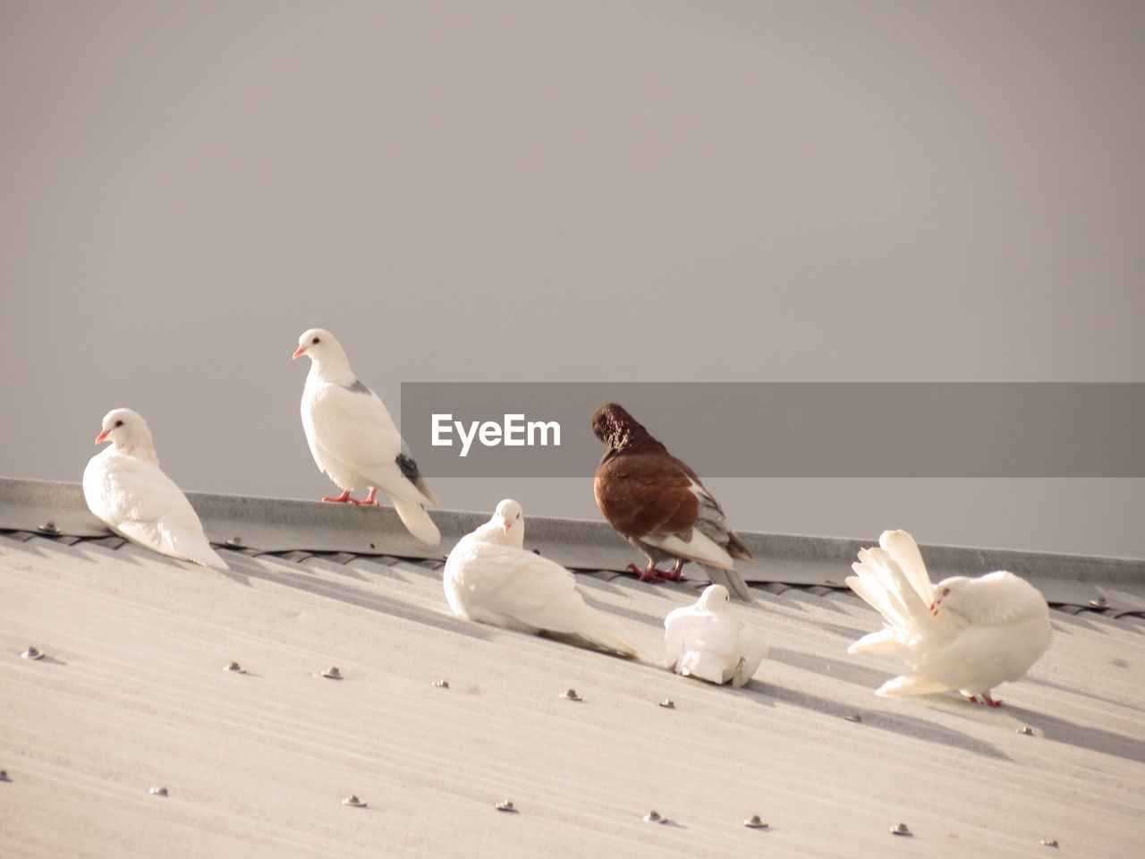 Birds perching on white wall