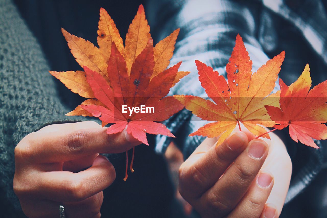 Cropped image of hands holding maple leaves