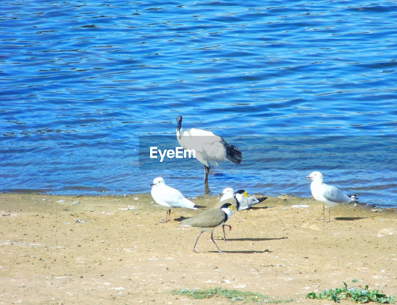 Birds on lakeshore