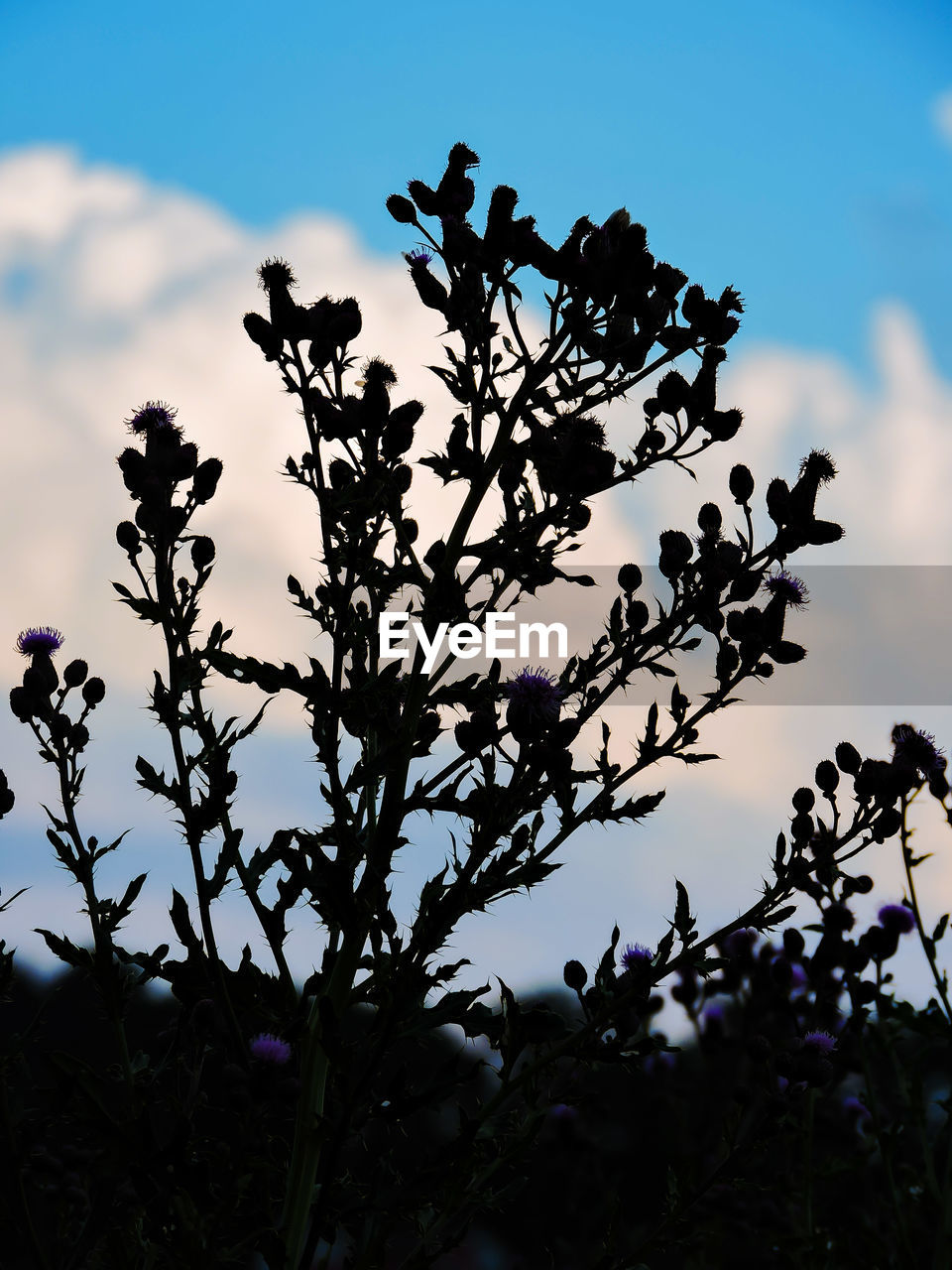 LOW ANGLE VIEW OF PLANTS AGAINST SKY