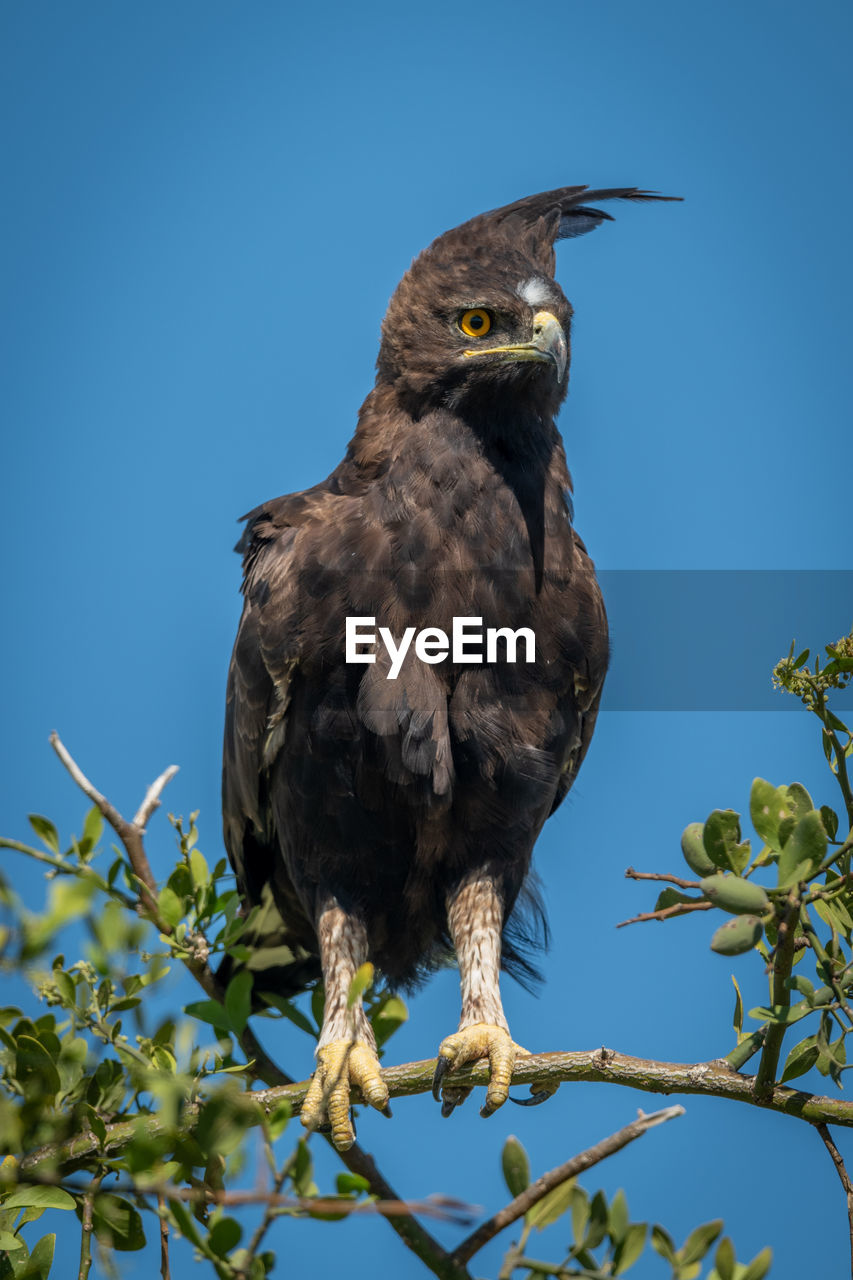 Long-crested eagle on branch under blue sky