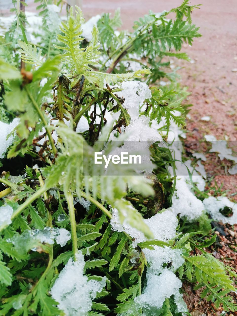 green, plant, nature, growth, leaf, food, plant part, no people, food and drink, flower, garden, produce, day, freshness, vegetable, healthy eating, cold temperature, close-up, high angle view, outdoors, beauty in nature, wellbeing, leaf vegetable, winter, herb