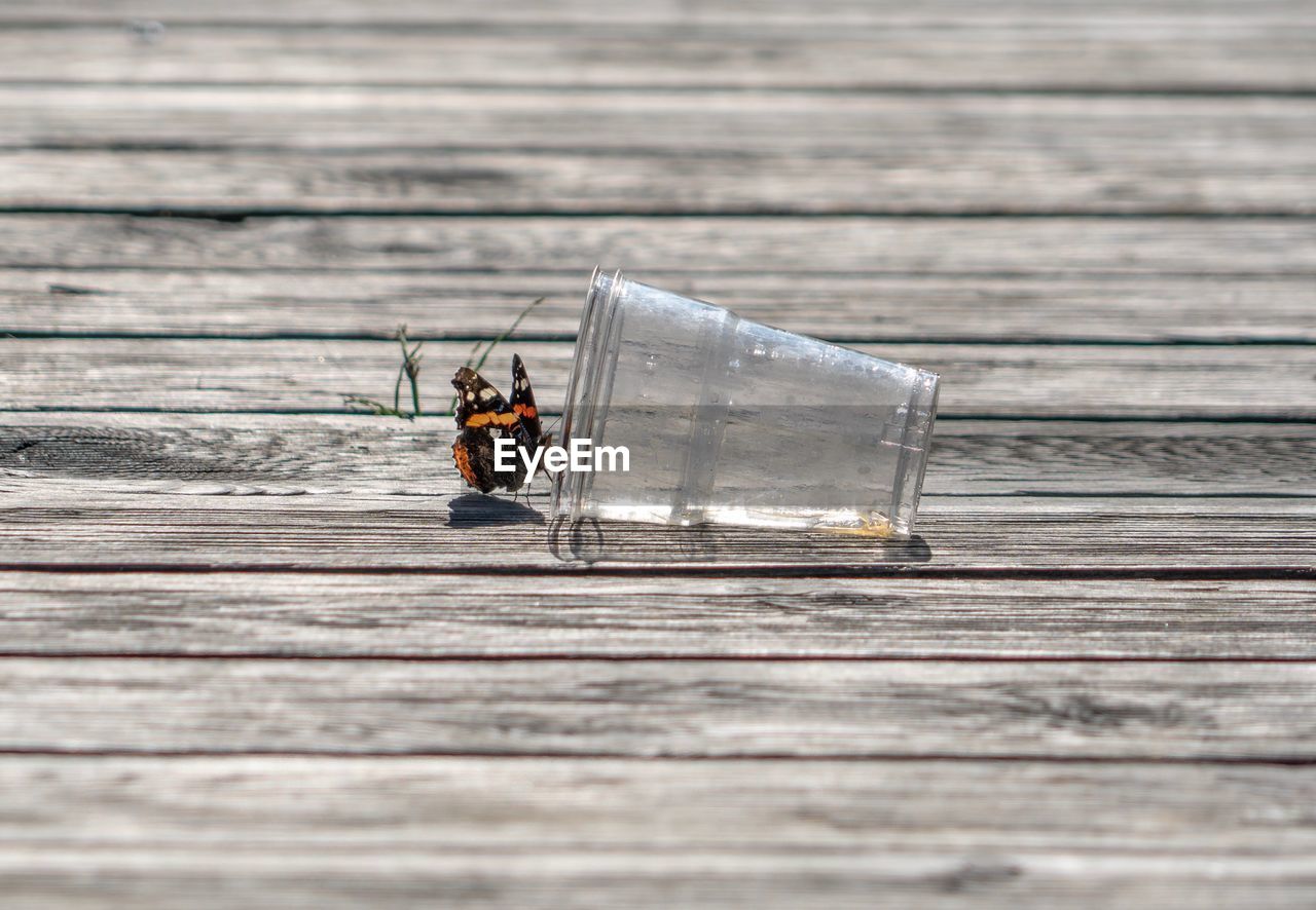 Butterfly by disposable glass on boardwalk