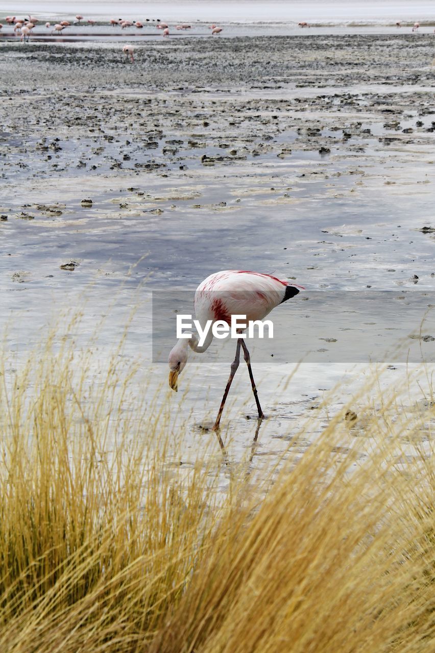 Panoramic view of lagoon laguna de canapa with flamingo at uyuni in bolivia,south america