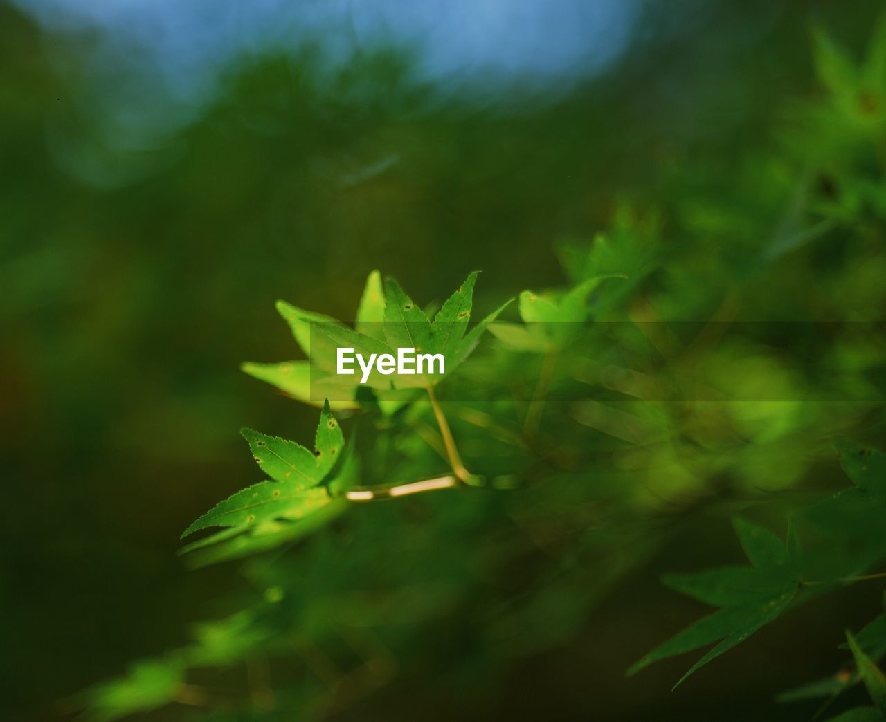 Close-up of leaves growing on plant