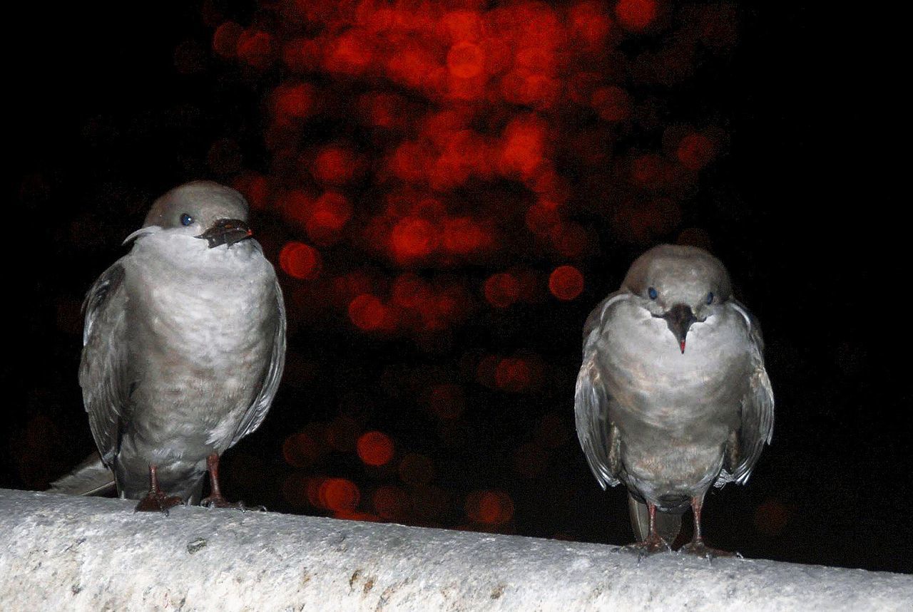 CLOSE-UP OF BIRD PERCHING ON STONE