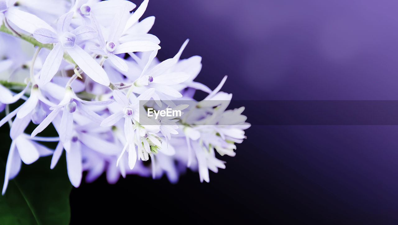 Close-up of purple flowering plant