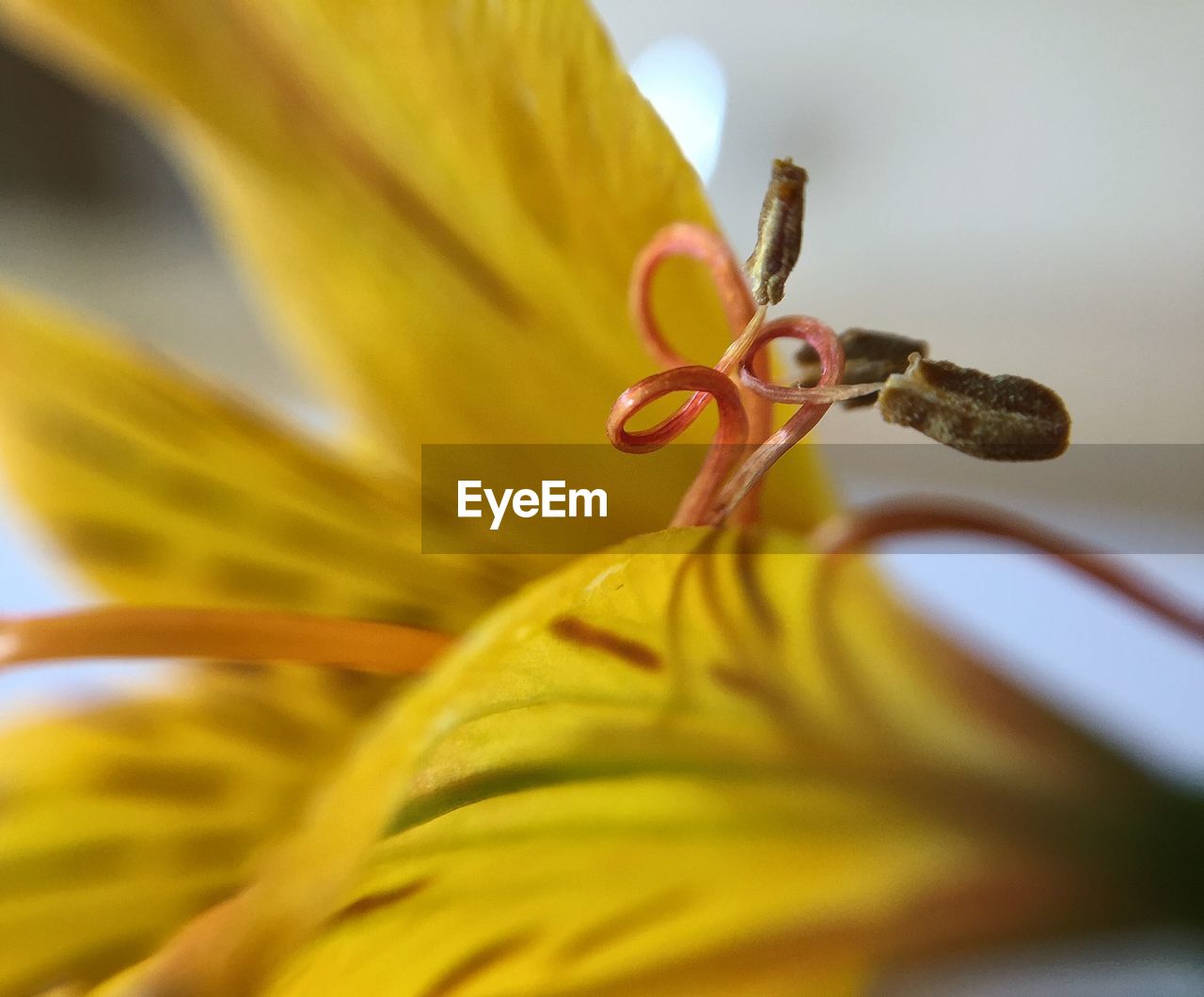 Close-up of lily stamen