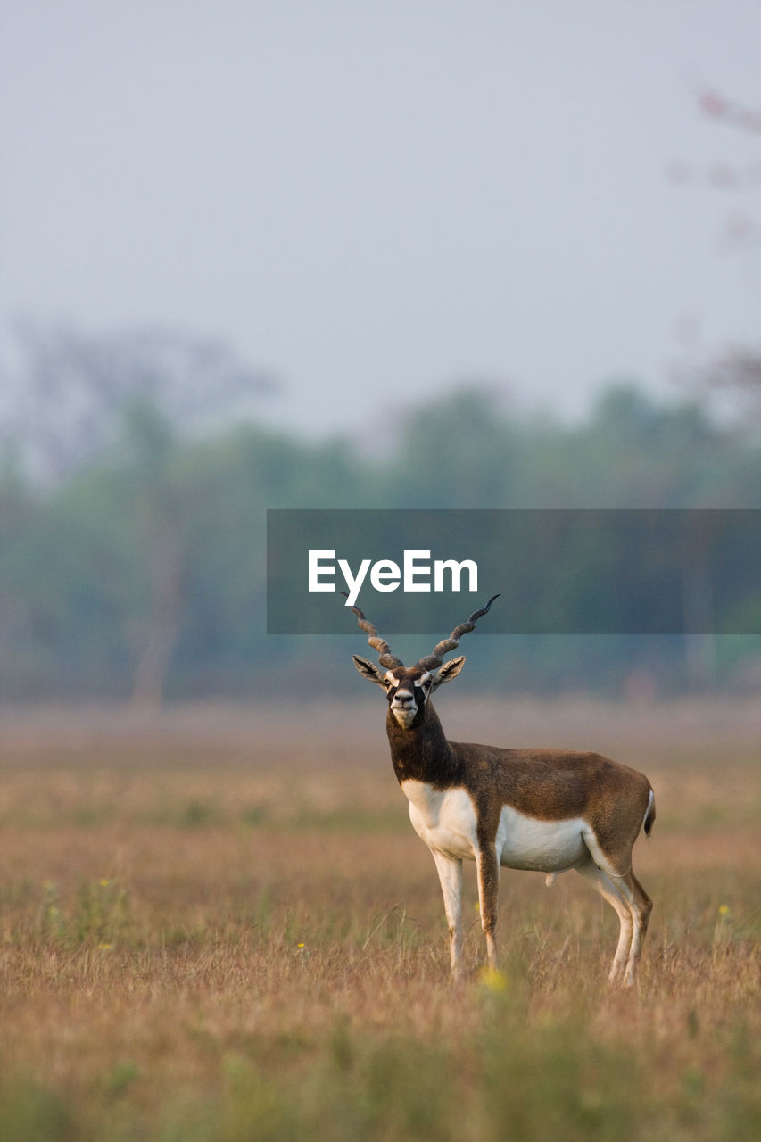 VIEW OF DEER ON FIELD