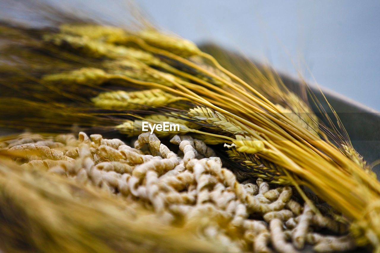 Close-up of pasta and wheat on table