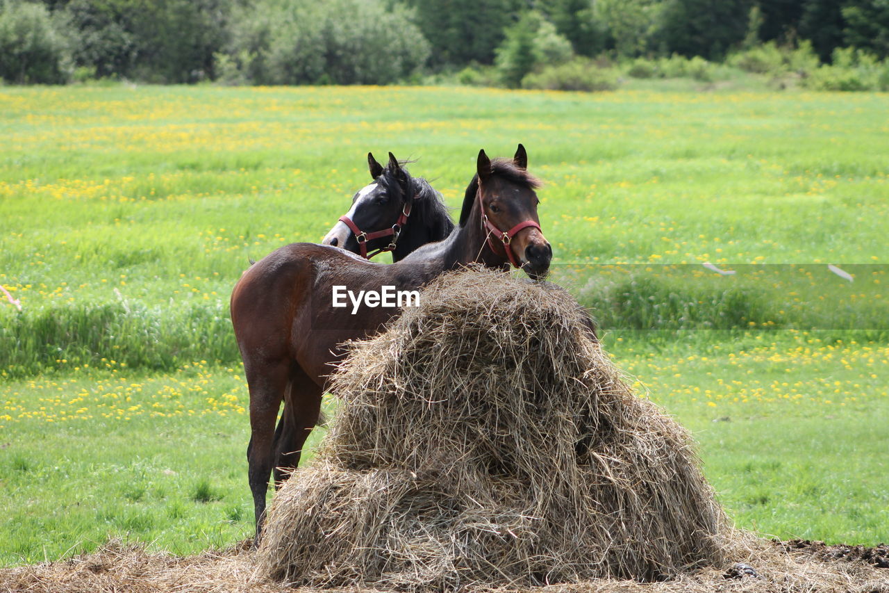 HORSE IN FIELD