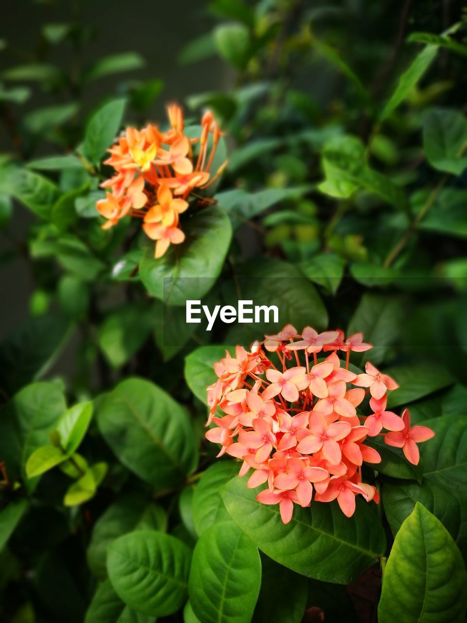 CLOSE-UP OF FLOWERS BLOOMING IN GARDEN