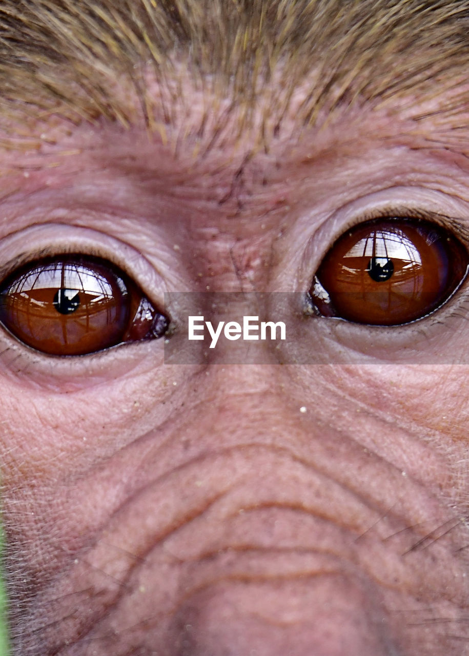 CLOSE-UP PORTRAIT OF MAN WEARING EYE