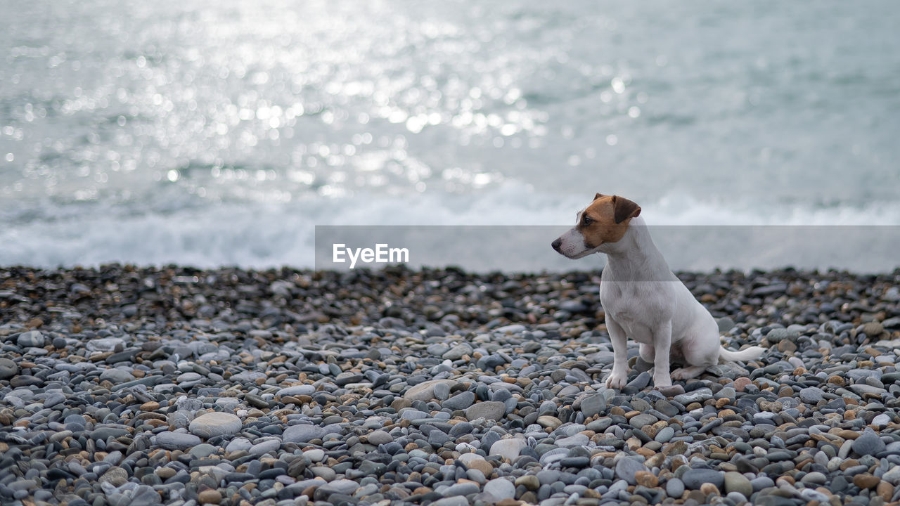 close-up of dog on beach