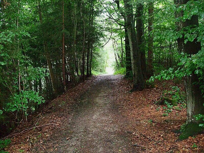 VIEW OF TREES IN FOREST