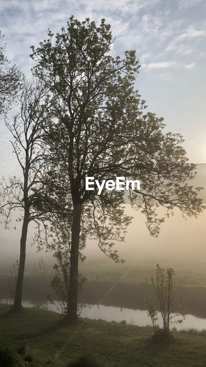 TREE ON LANDSCAPE AGAINST SKY DURING FOGGY WEATHER