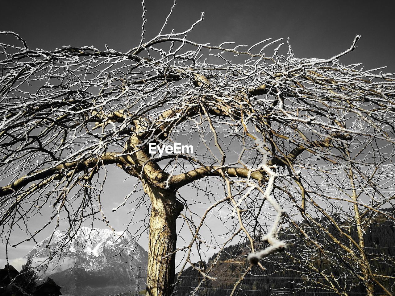 CLOSE-UP OF TREE AGAINST SKY