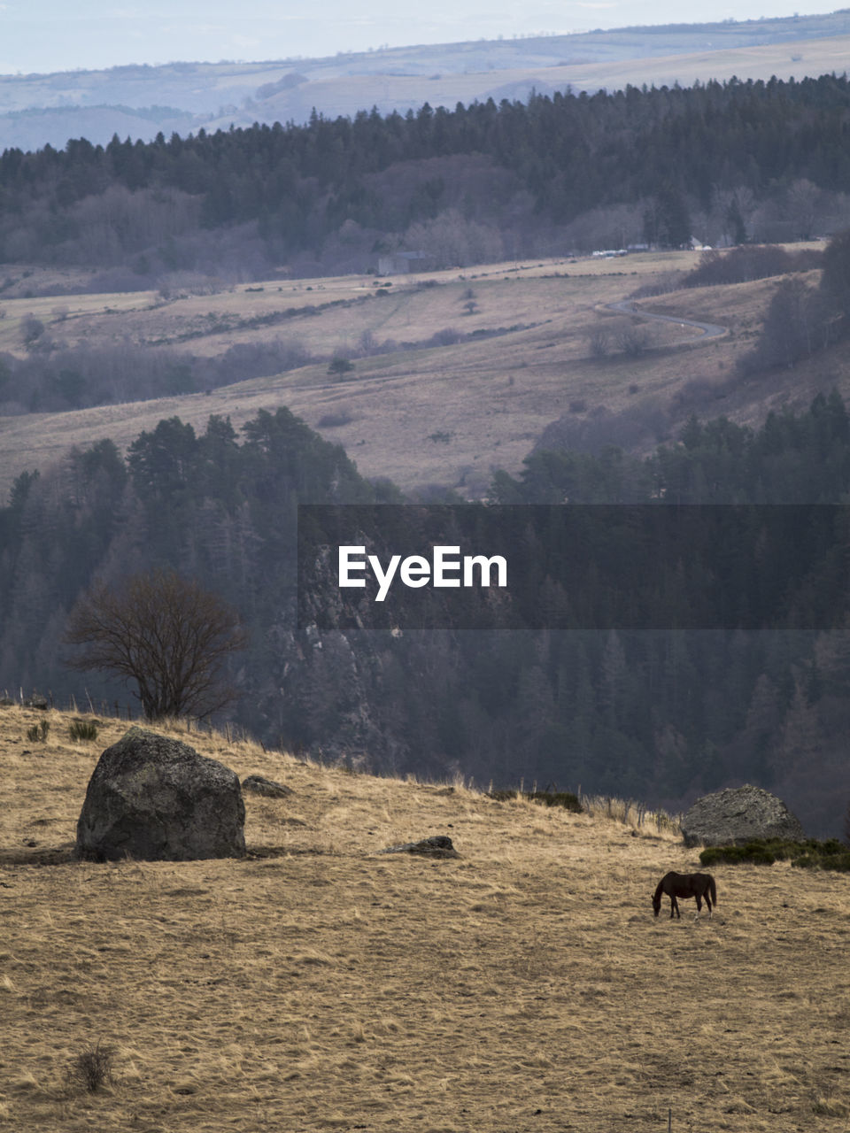 HORSE ON MOUNTAIN