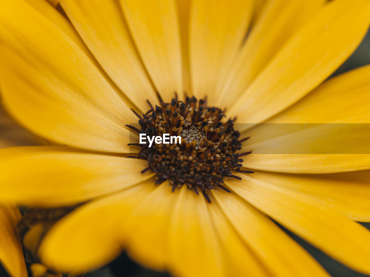 full frame shot of yellow flower