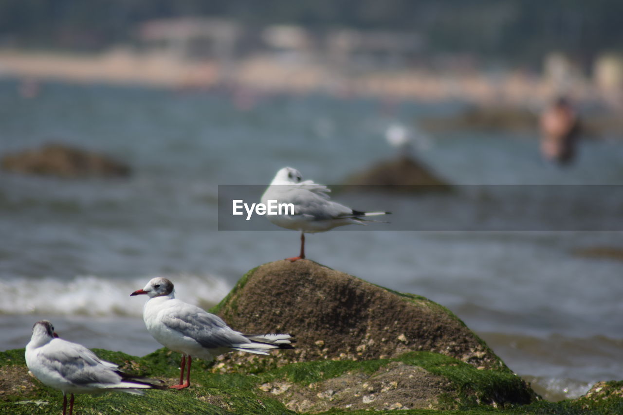 SEAGULL PERCHING ON A ROCK