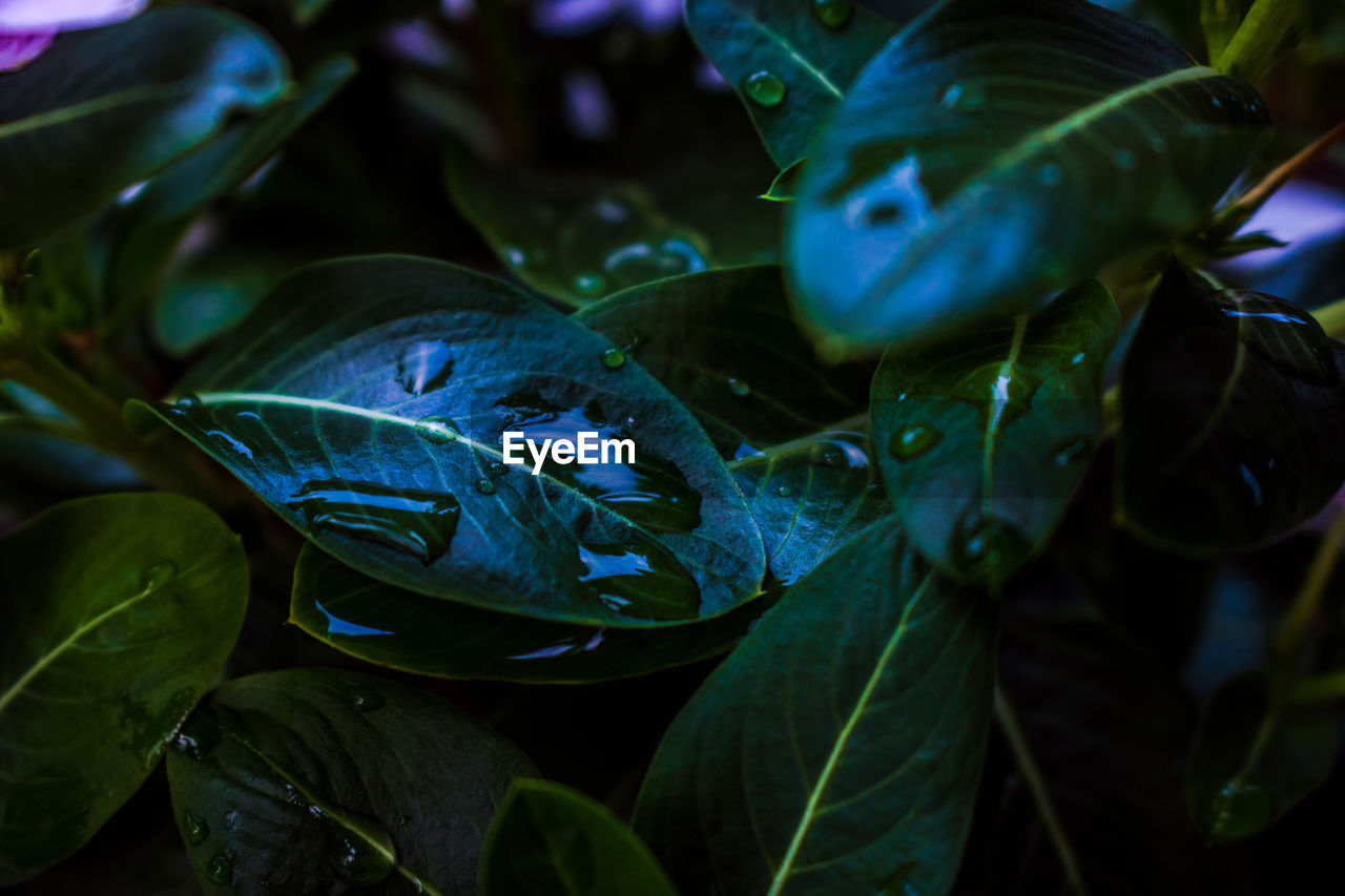 Close-up of raindrops on leaves