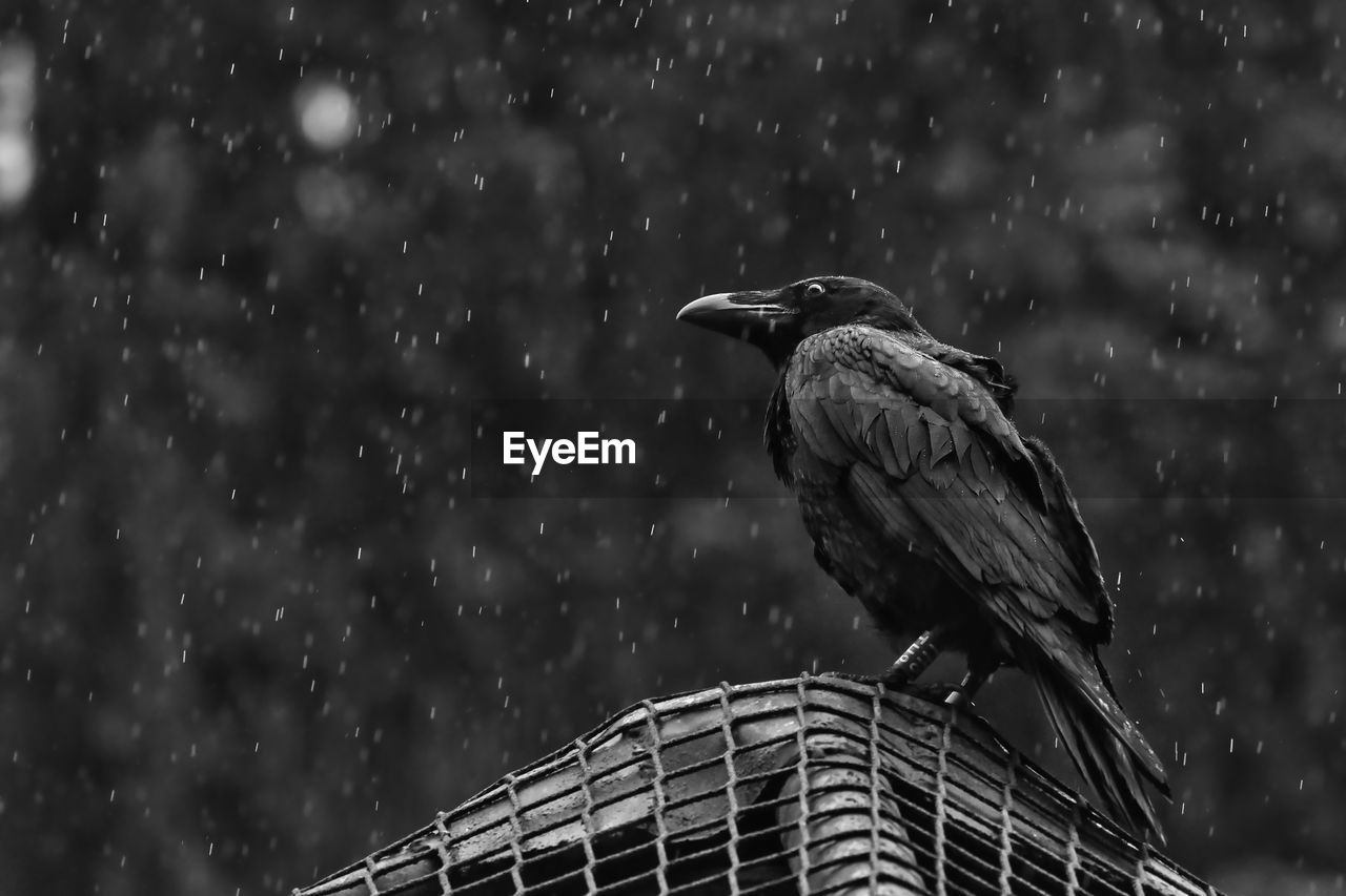 animal themes, animal, bird, animal wildlife, wildlife, one animal, black and white, monochrome, wing, nature, perching, focus on foreground, monochrome photography, no people, black, snowing, outdoors, snow, beak