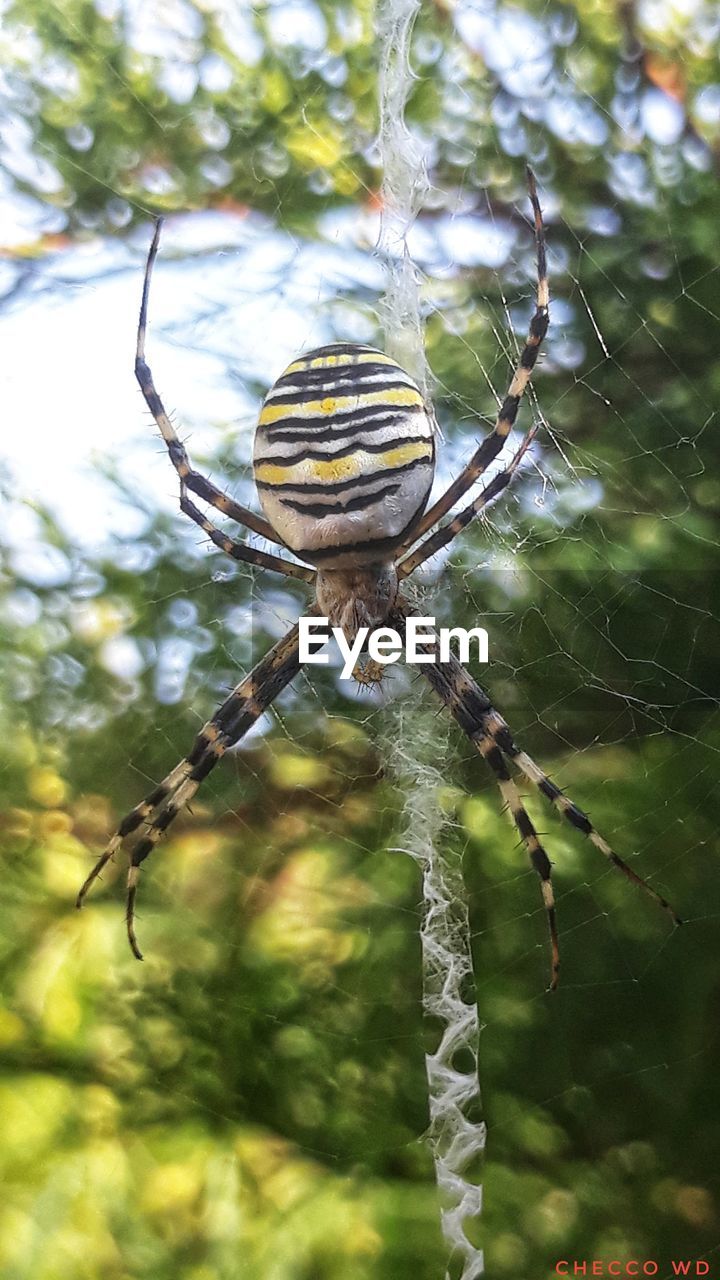 CLOSE-UP OF SPIDER