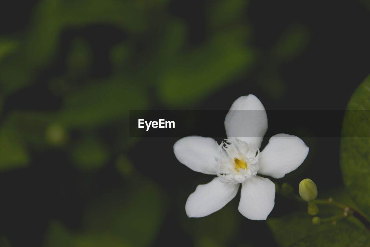 CLOSE-UP OF FRANGIPANI BLOOMING OUTDOORS