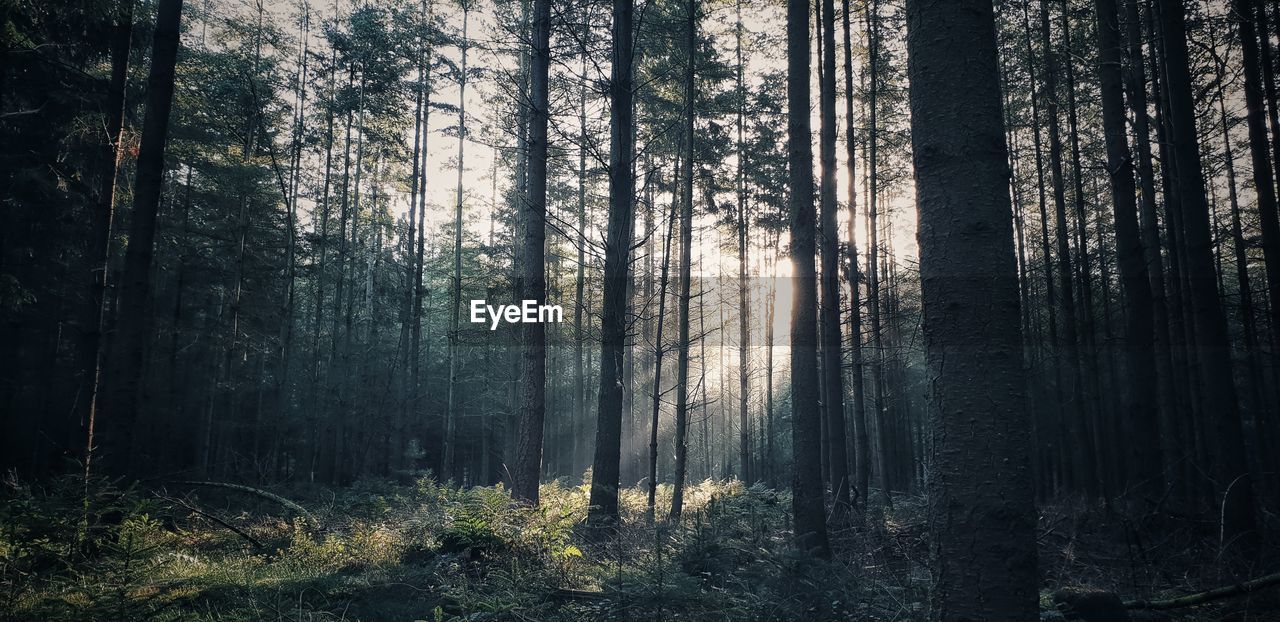 SUNLIGHT STREAMING THROUGH TREES IN FOREST DURING FOGGY WEATHER