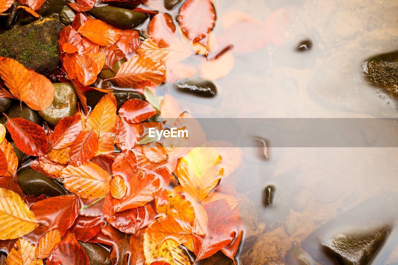 Fallen beech leves and stones in water of mountain river, first leaves bellow water level