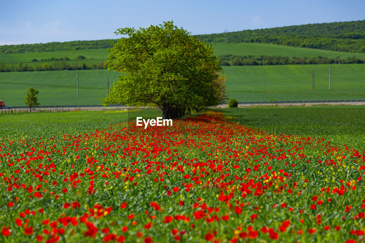 SCENIC VIEW OF RED FLOWERING PLANTS ON FIELD