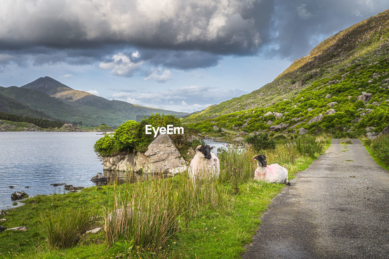 Two sheep or rams resting on the grass between lake and country road in black valley, ireland