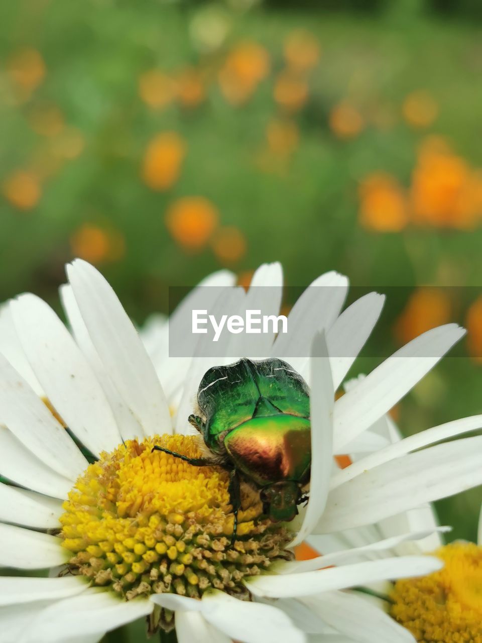 CLOSE-UP OF HONEY BEE ON FLOWER