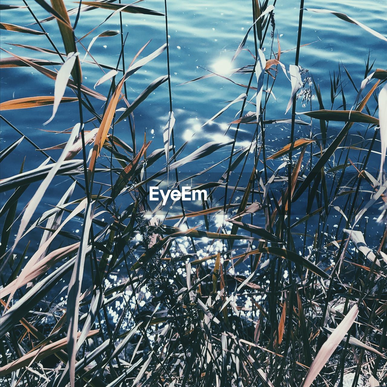 CLOSE-UP OF PLANTS GROWING IN LAKE