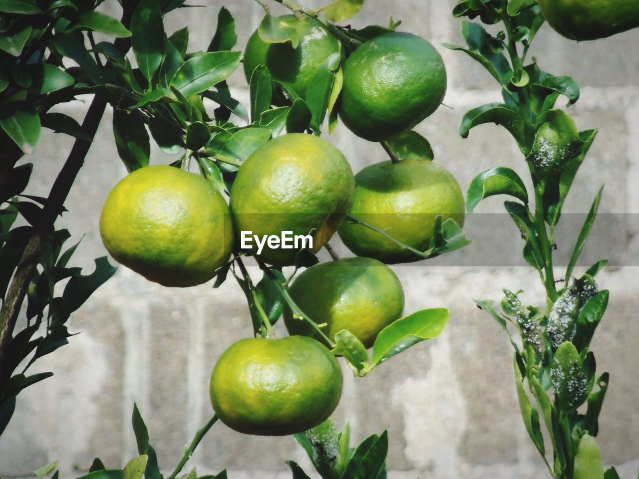 Close-up of fruit growing on tree