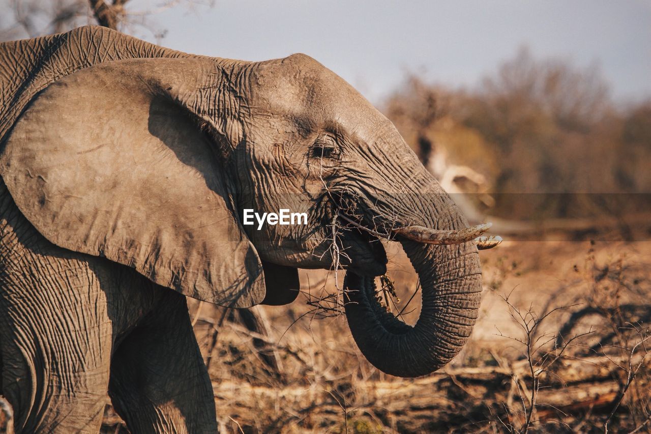 Close-up of elephant eating stick