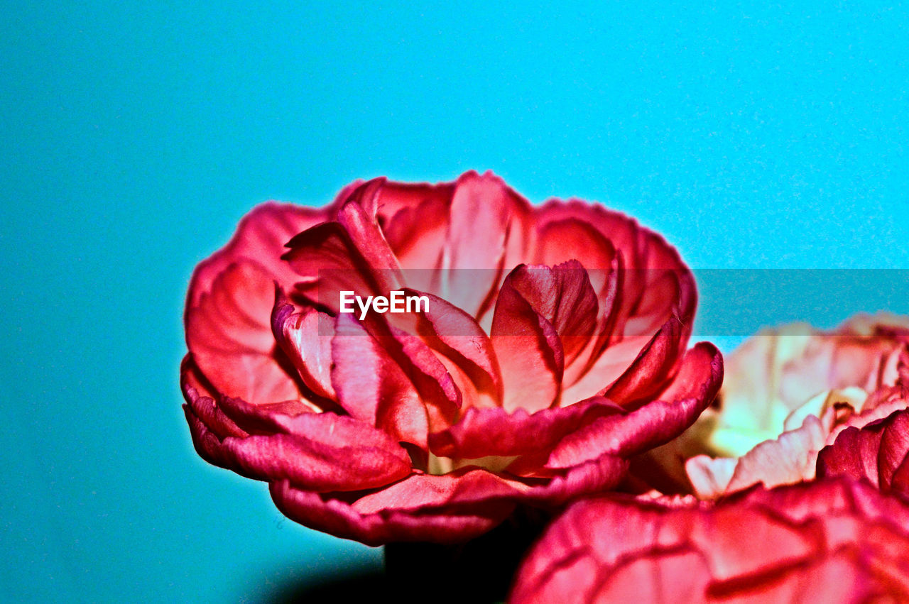 Close-up of pink flower with blue background