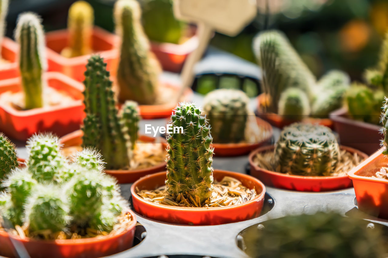 Beautiful cactus in flowerpot with sunlight for background and texture in the tree shop
