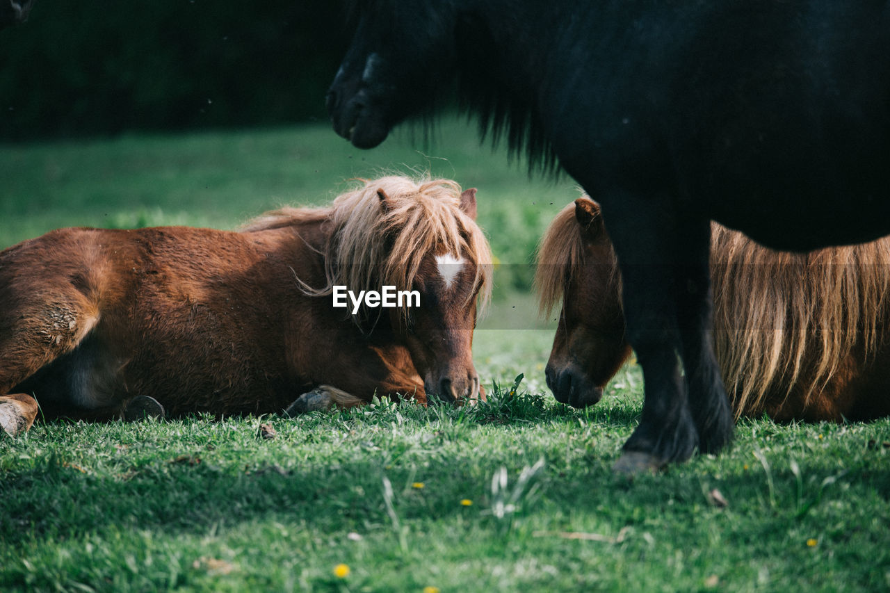 Side view of black horse standing on field